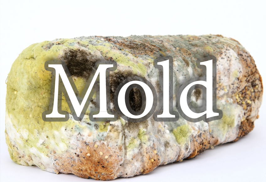 Mold: Types, Colors and How it can disrupt your health